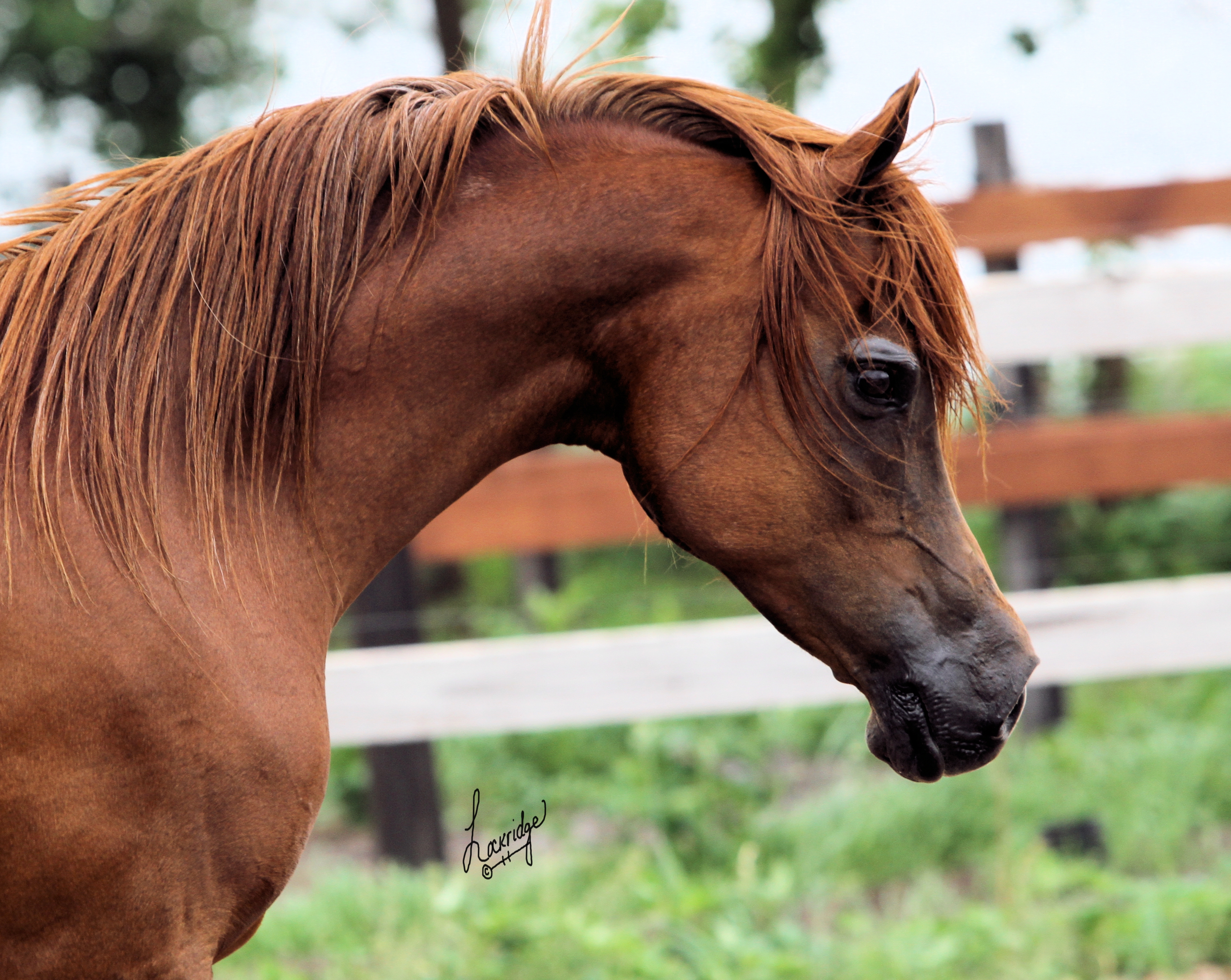 Арабская лошадь. Лошадь м. Красивый коричневый конь породистый. Арабская лошадь фото.